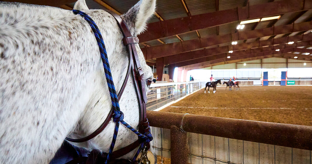 DIVISION II MEN�S NATIONAL INTERCOLLEGIATE CHAMPIONSHIP