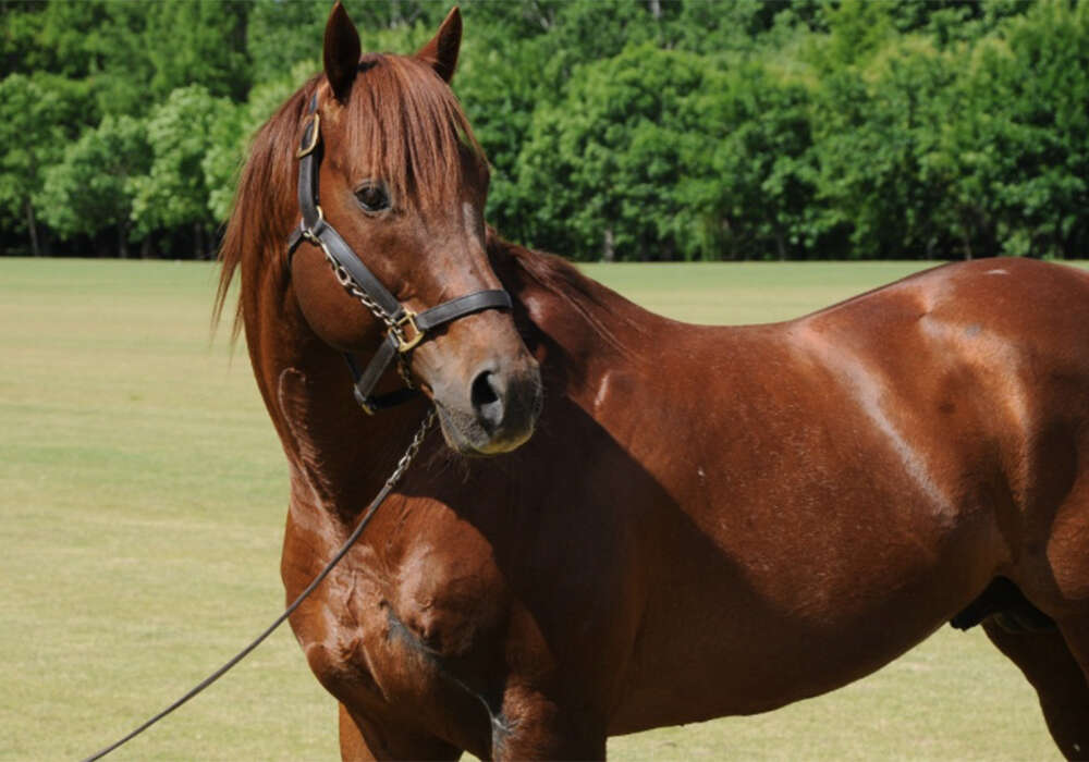 red polo horse logo